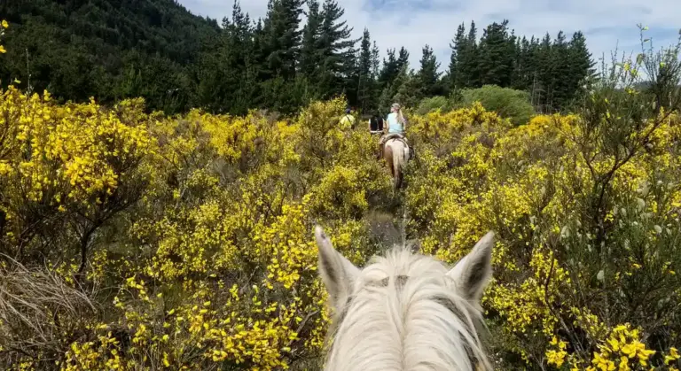 View from the horse's head of a rider on a trail surrounded by yellow flowering shrubs.