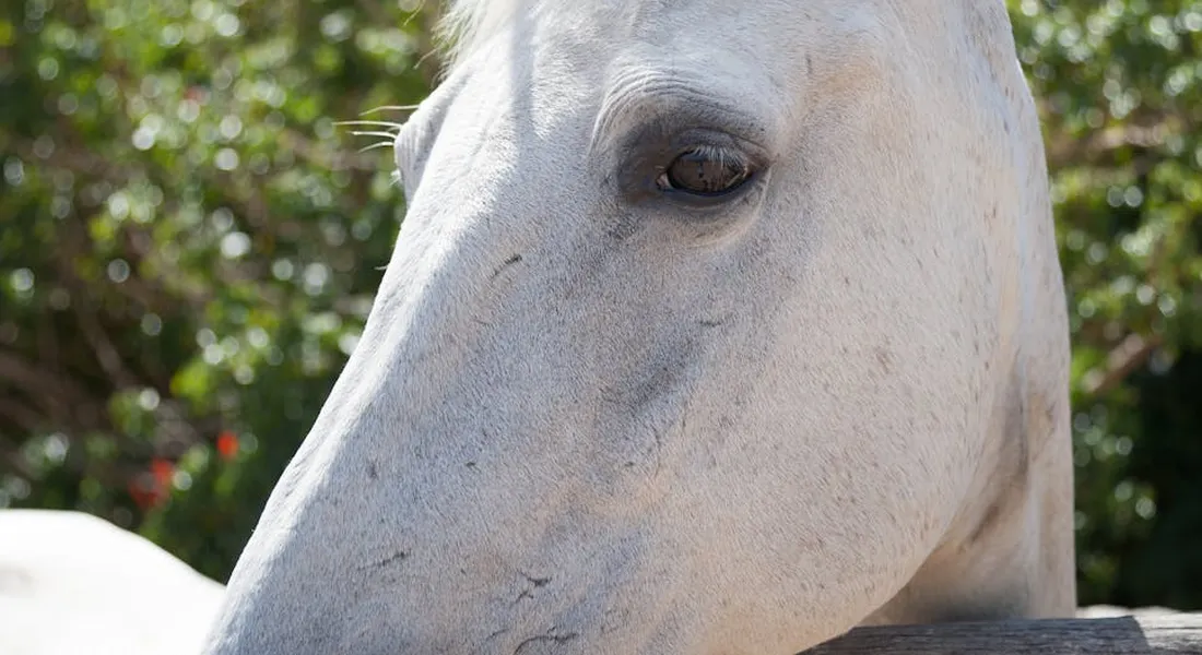 Close-up of a white horse's head in a sunlit pasture, looking downward
