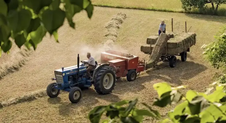 Blue tractor pulling a baler and a trailer loaded with freshly cut alfalfa hay in a sunlit field, with leafy branches at the edge of the frame.