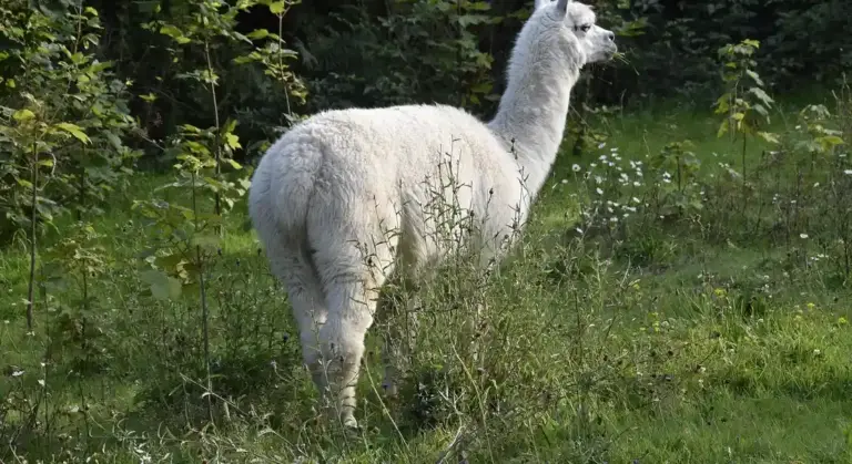 White alpaca standing in a grassy field with wildflowers