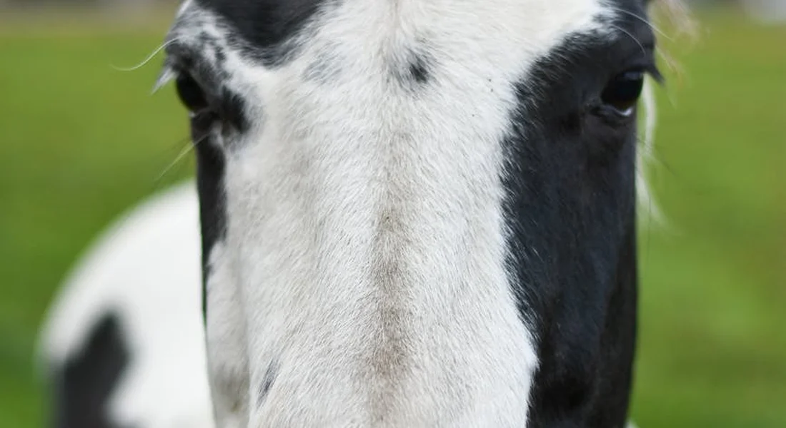 Close-up of an American Paint Horse's face, showing black and white coat markings.