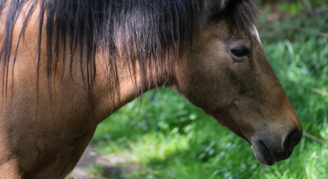 Close-up side profile of an American Paint Horse with a dark mane in a green pasture.