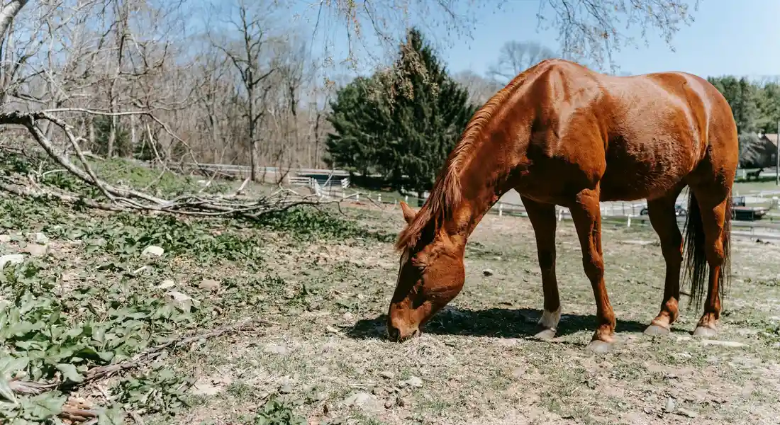 Chestnut American Paint Horse grazing in a sunlit field, illustrating forage intake as part of a balanced diet.
