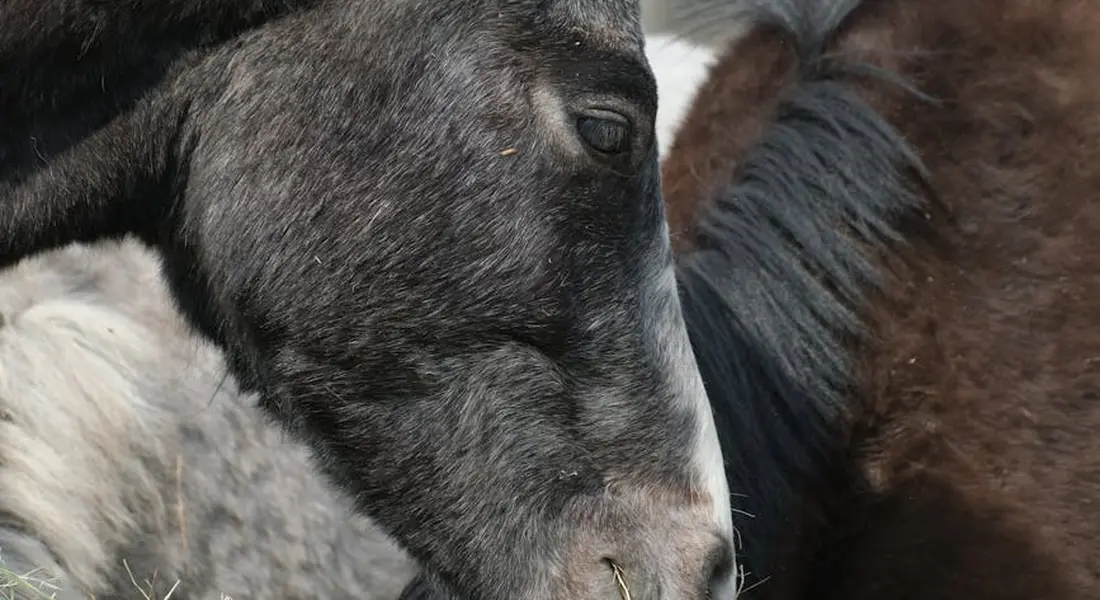 Close-up of an American Paint Horse's head with a dark coat and white markings, illustrating gentle care and nutrition planning across life stages.