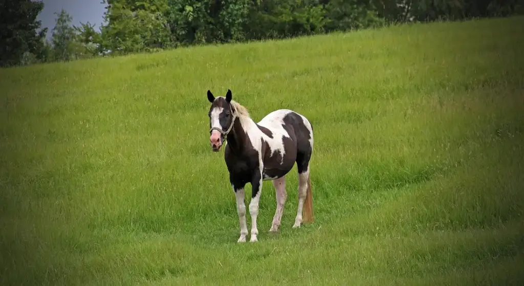 American Paint Horse Health: Proactive Care for Common Concerns