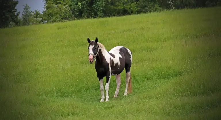 American Paint Horse standing in a green pasture.
