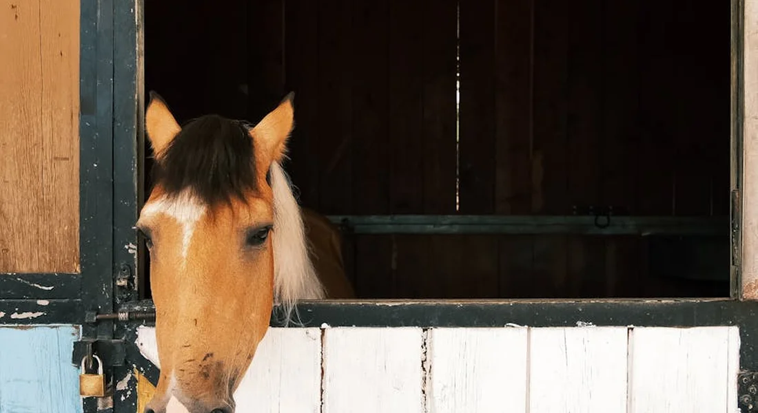 Close-up of an American Paint Horse with a tan coat and white mane peeking over a stable door.