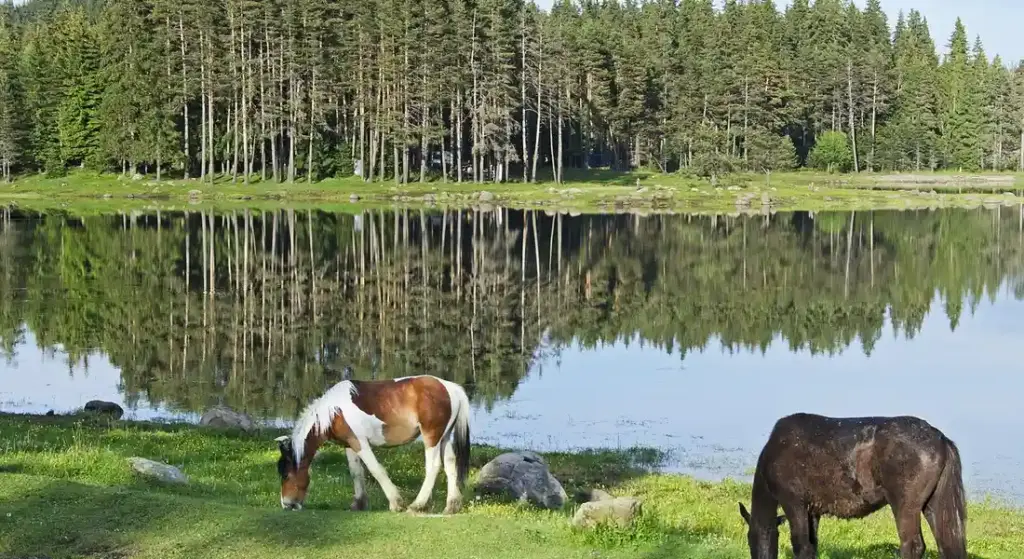Are American Paint Horses Good for Beginner Riders? A Barn Manager’s Honest Look