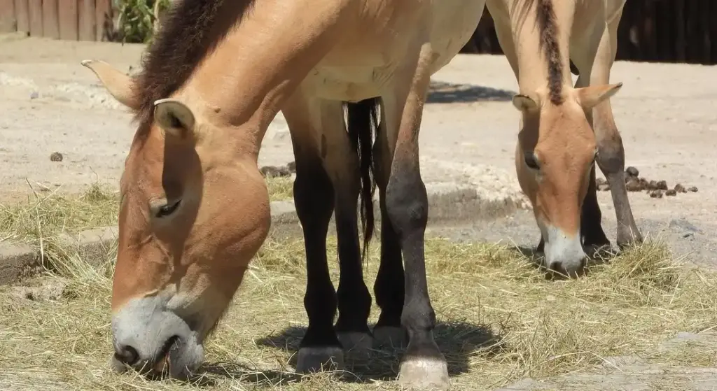 Building the Ideal Diet for Your American Paint Horse: A Simple, Sustainable Plan