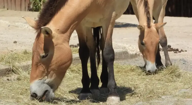Two American Paint Horses grazing on hay in a sunlit outdoor area.