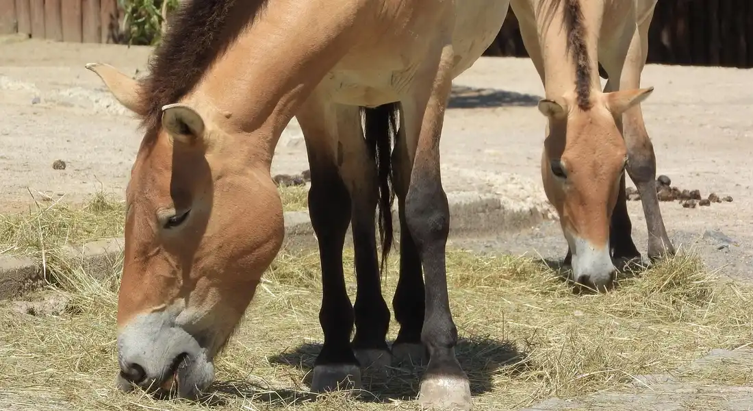 Two American Paint Horses grazing on hay in a sunlit outdoor area.