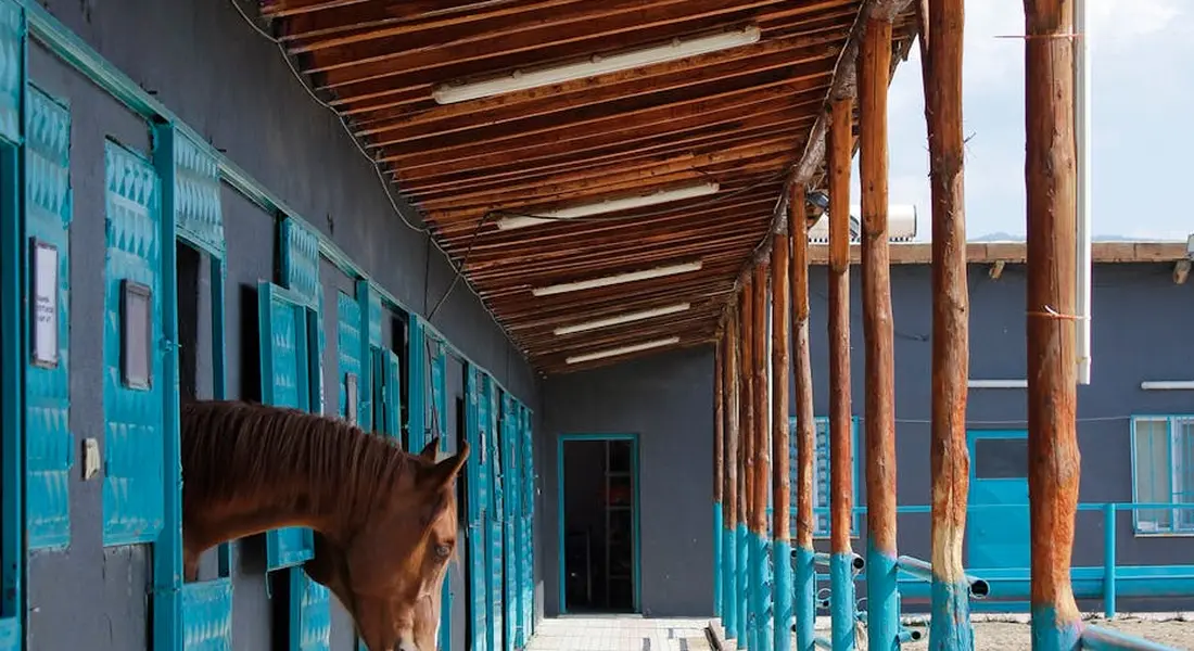 A horse sticking its head out of a blue stall in a long stable hallway with wooden beams.