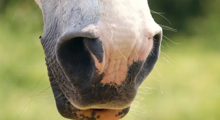 Close-up of a horse's nose and muzzle