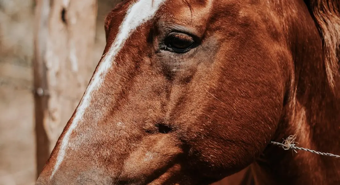 Close-up of a horse's head with a chestnut coat and white facial marking