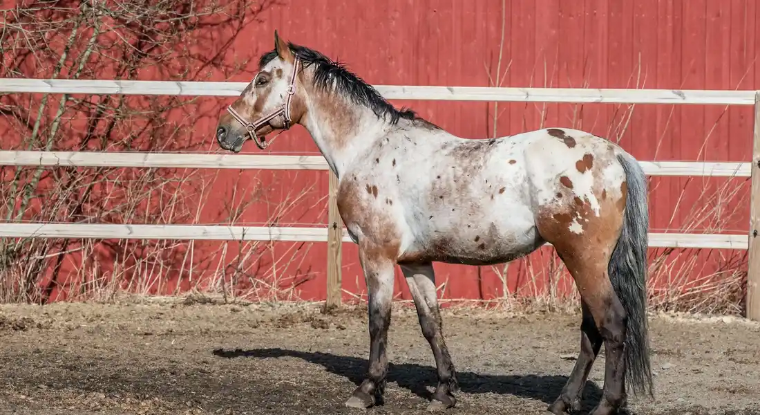 Appaloosa horse with a spotted coat standing in a dirt paddock beside a red fence