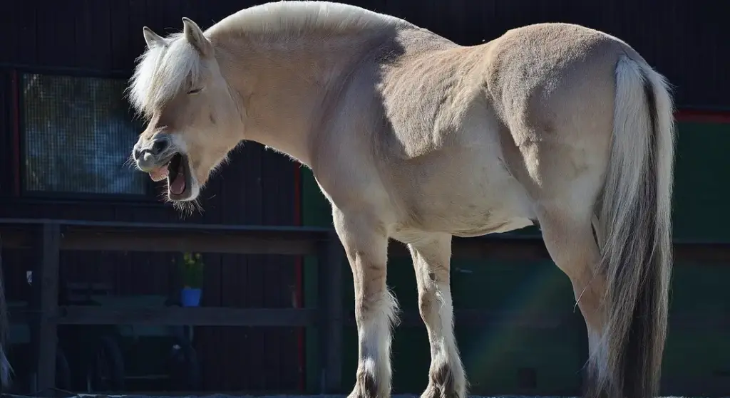 What is an Appendix Quarter Horse? Your Guide to the Athletic Crossbreed