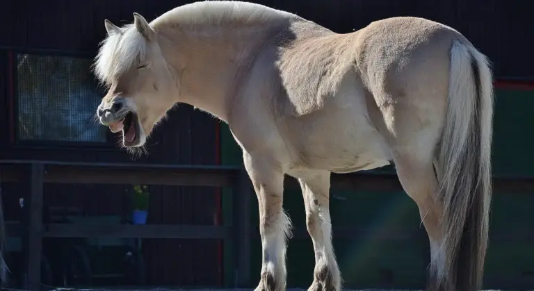 Light-colored Appendix Quarter Horse standing outdoors, profile view.