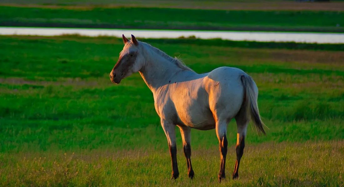 Gray Appendix Quarter Horse standing in a sunlit grassy field