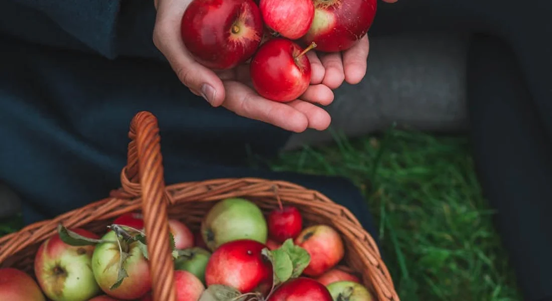 Hands holding red apples over a wicker basket of apples on green grass