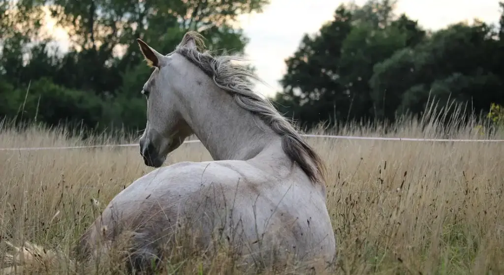 What Are Arabian Horses Known and Bred For? A Clear Guide for Curious Owners