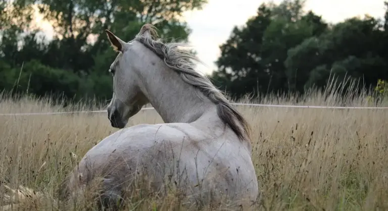 A gray Arabian horse resting in a grassy field with a distant fence and trees.