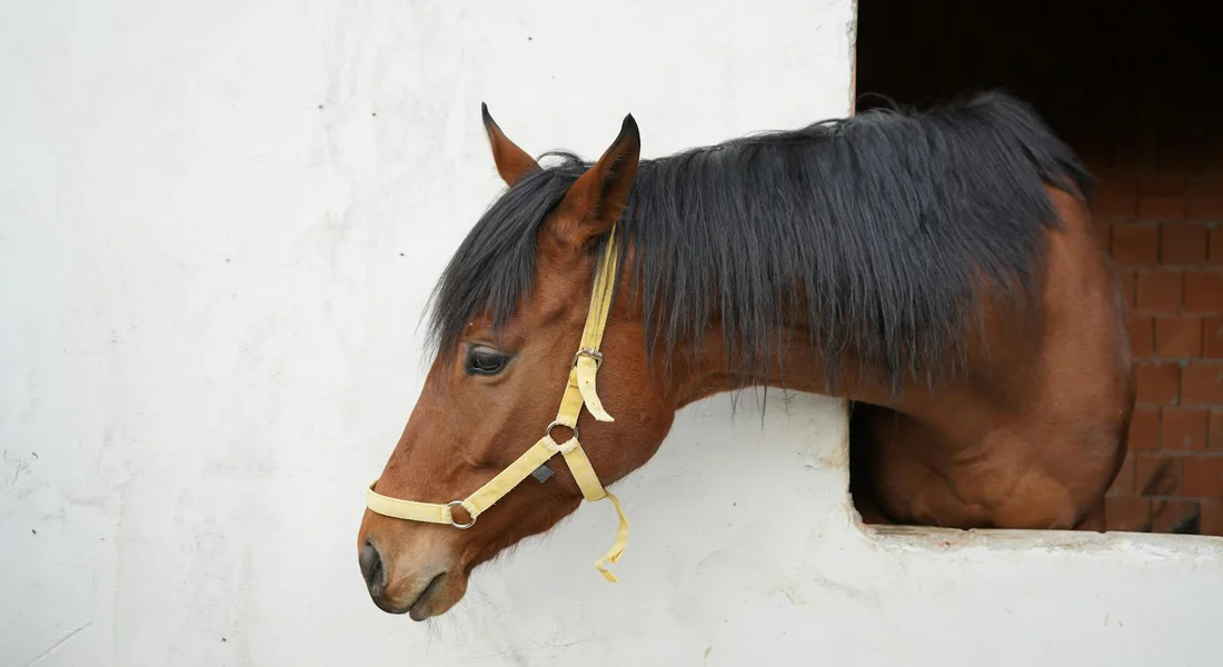 Bay Arabian horse with a light-colored halter leaning out from a stable door against a white wall.