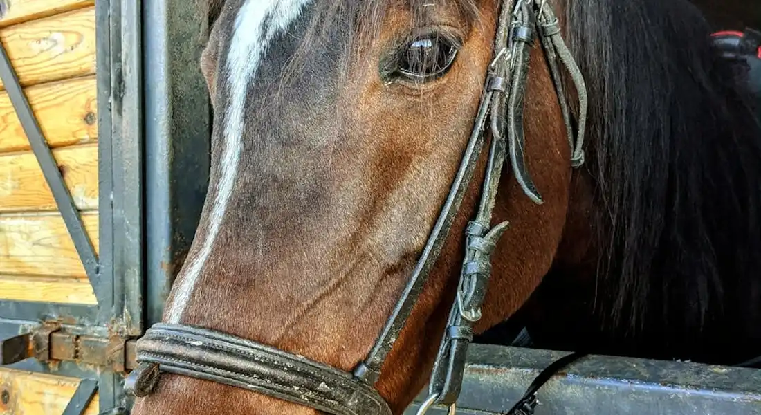 Close-up of an Arabian horse's head wearing a bridle, peering from a wooden stable.