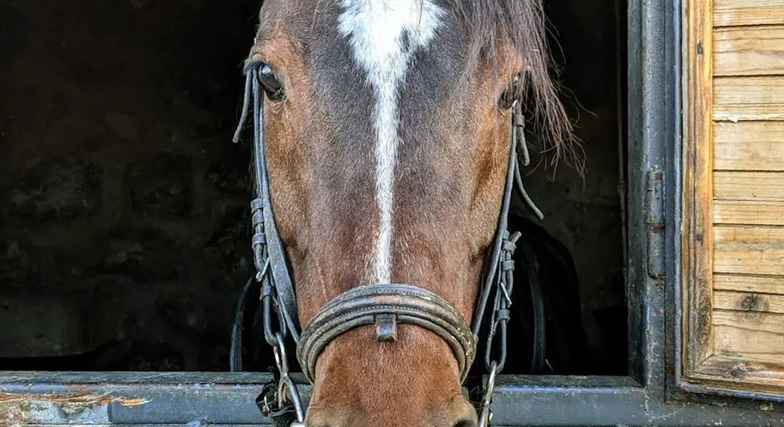 Close-up of an Arabian horse's head peering out of a stable window, wearing a bridle.