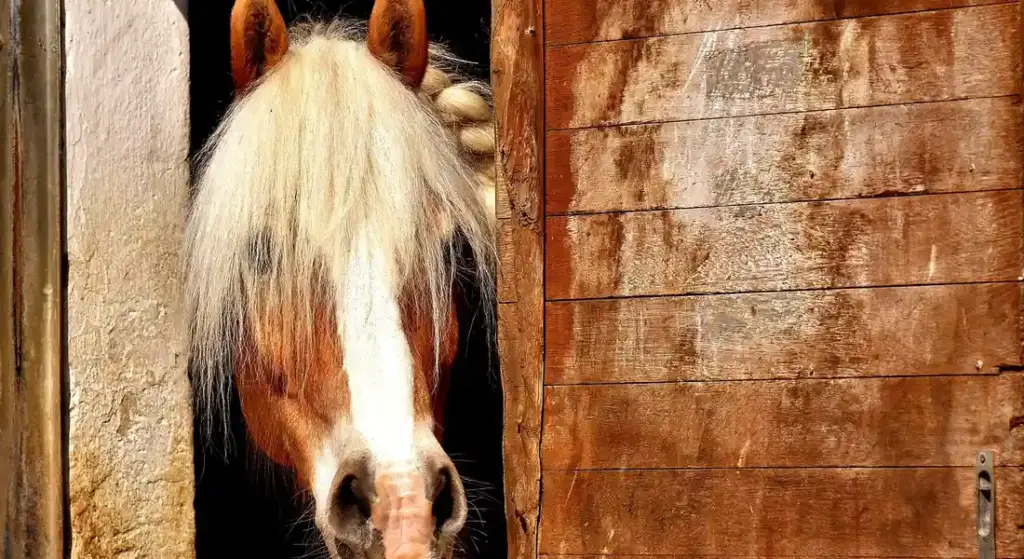 Autumn Horse Care Checklist: Preparing Your Horse and Barn for Colder Weather