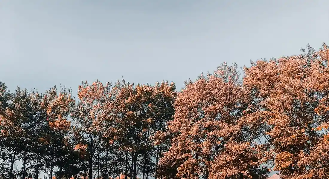 Row of deciduous trees with orange autumn leaves under a pale blue sky.