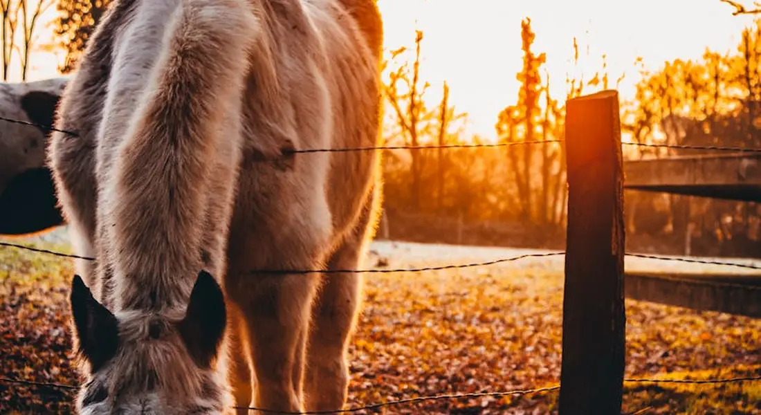 Horse with a thick mane near a wooden fence at sunset, standing in a muddy turnout.