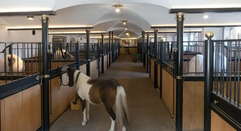 A small horse stands in the wide central aisle of a clean, well-lit barn with stalls on both sides.
