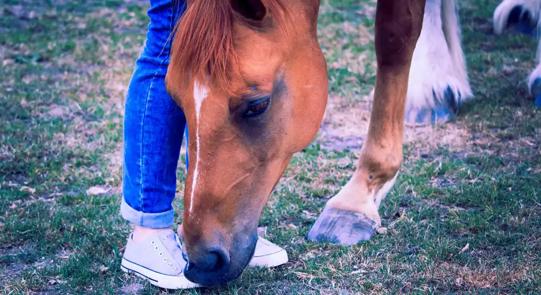 Close-up of a horse's muzzle grazing near the ground, with a person in blue jeans and white sneakers standing nearby; another horse's leg is visible in the background.