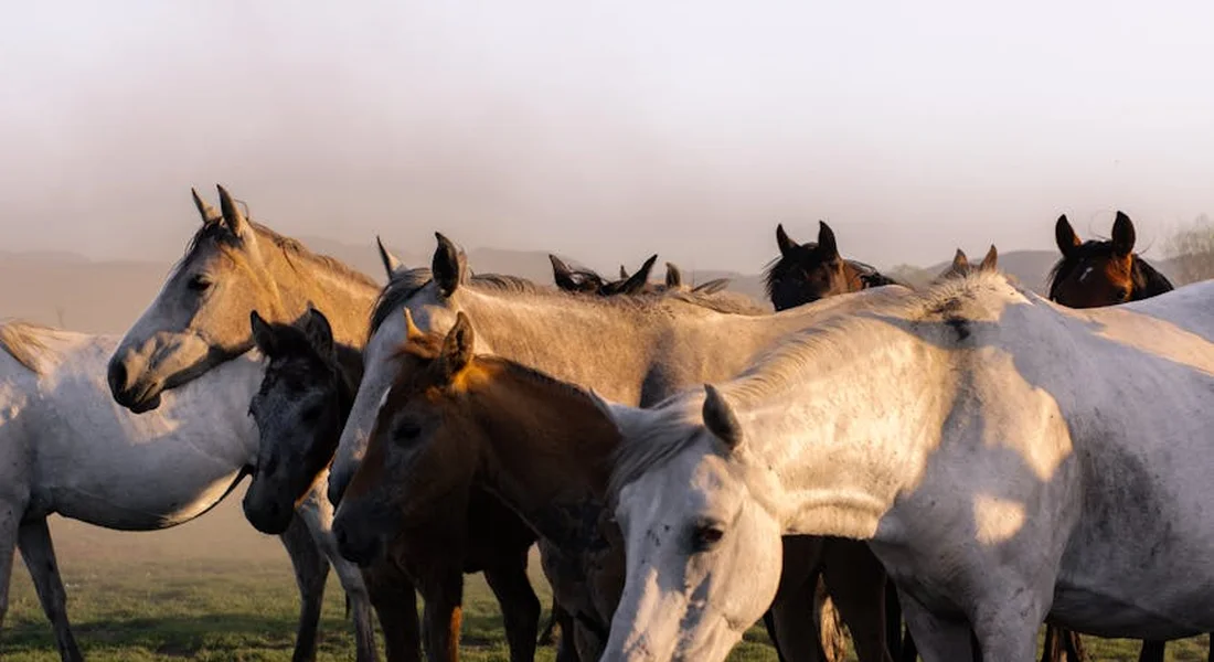 A herd of horses standing together in a calm pasture at dusk, showcasing social cohesion.