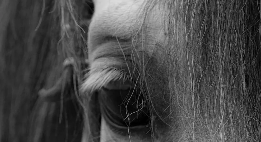 Close-up black-and-white photo of a horse's eye and mane, highlighting the horse's gaze and edge of vision.