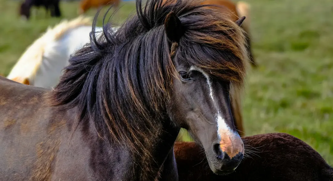 Close-up of a dark brown horse with a white blaze on its face, standing beside another horse in a grassy paddock.