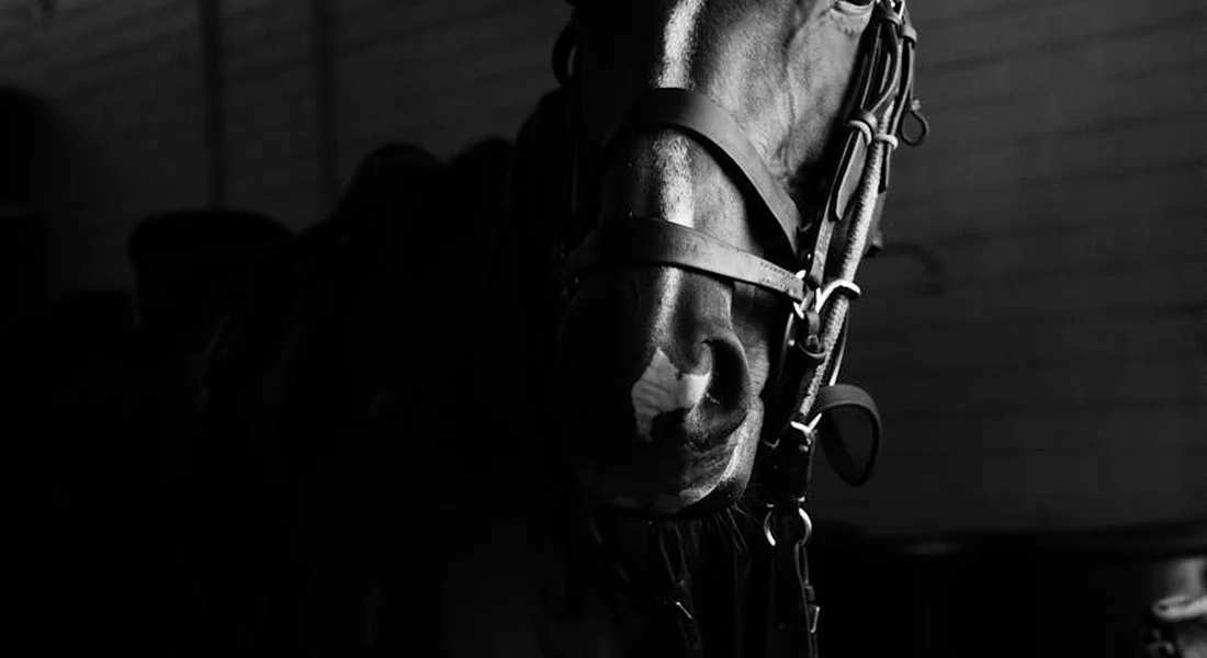 Black-and-white photo of a horse in a bridle inside a dim barn, conveying focus and readiness.