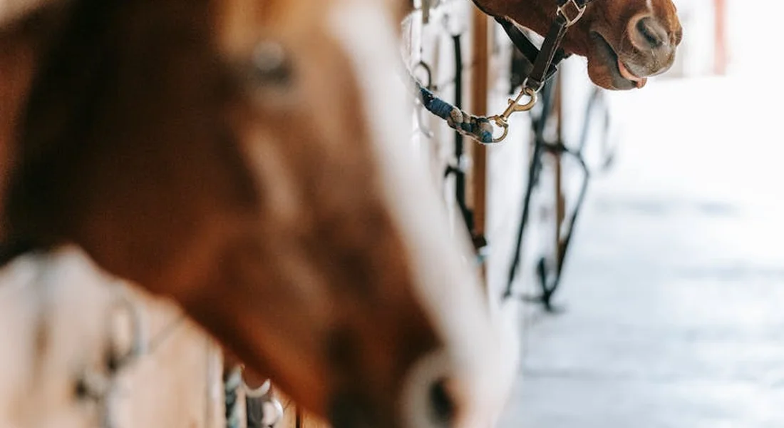 Close-up of a horse in a stall wearing a halter, highlighting identification and record-keeping after a disaster.