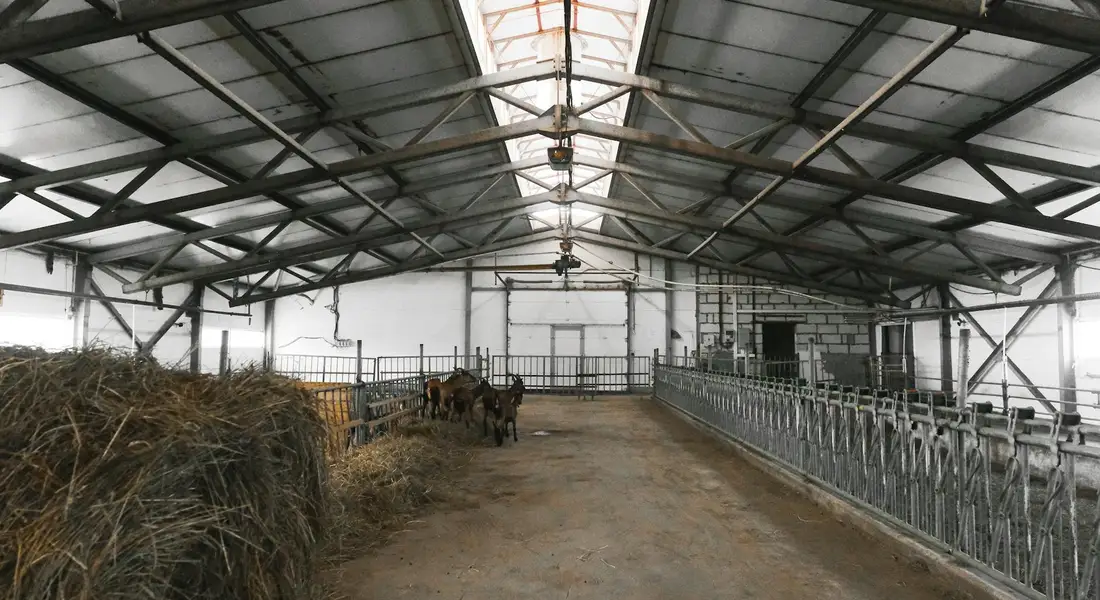 Interior of a barn showing hay bales on the left, a wide central aisle with a few animals in the distance, and metal stalls along the right side, illustrating a space to plan for fire and flood safety.