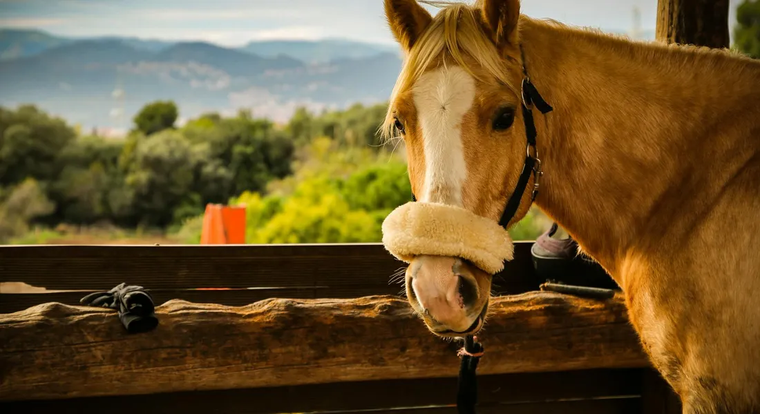 A horse stands at a wooden rail, wearing a halter, leaning its head over the rail and looking toward the camera.