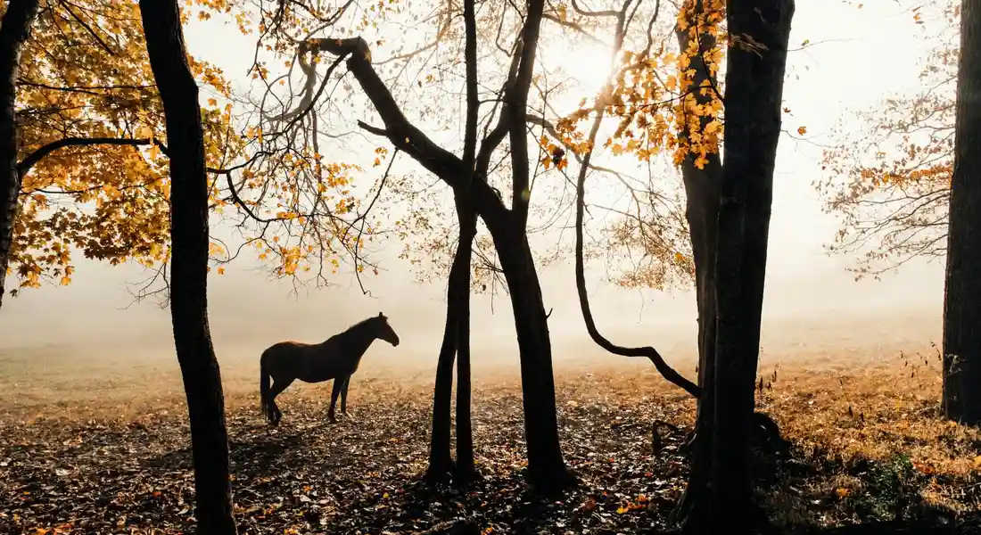 A solitary horse stands among tall trees in a hazy autumn forest, with warm light filtering through the leaves.