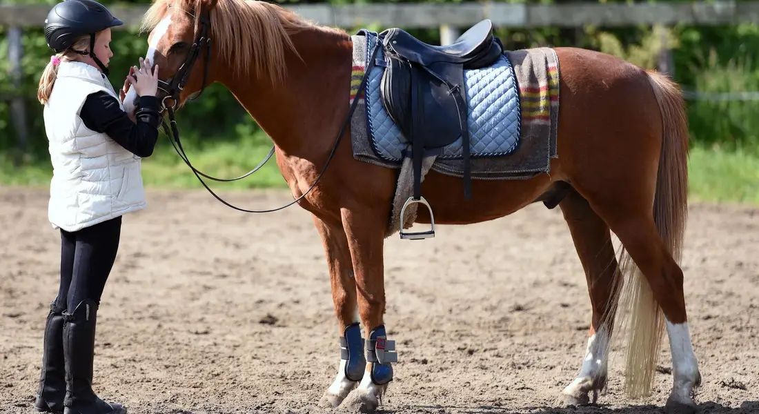 In an outdoor riding arena, a person wearing a helmet and white vest stands beside a chestnut horse with a blue saddle pad and protective leg wraps, holding the lead rope.