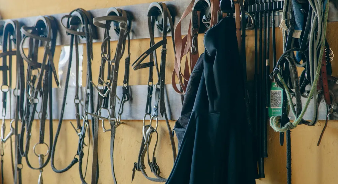 Rows of horse bridles, halters, and lead ropes hanging on a wall rack in a barn, with a dark coat hanging among the gear.
