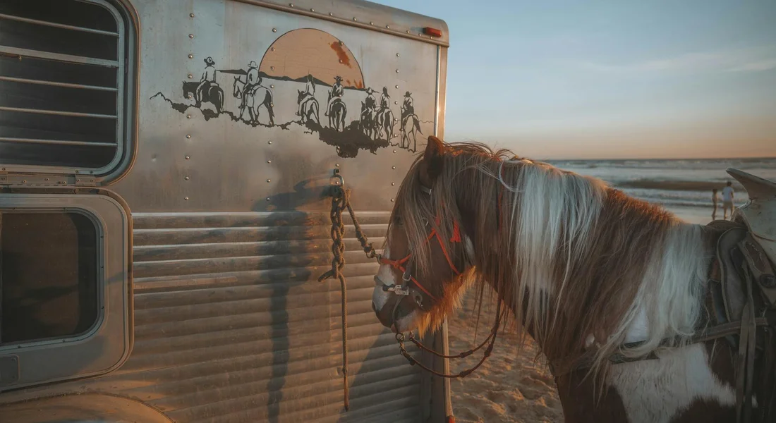 A horse stands next to a silver horse trailer on a sandy beach at sunset, wearing a bridle and calmly awaiting loading.