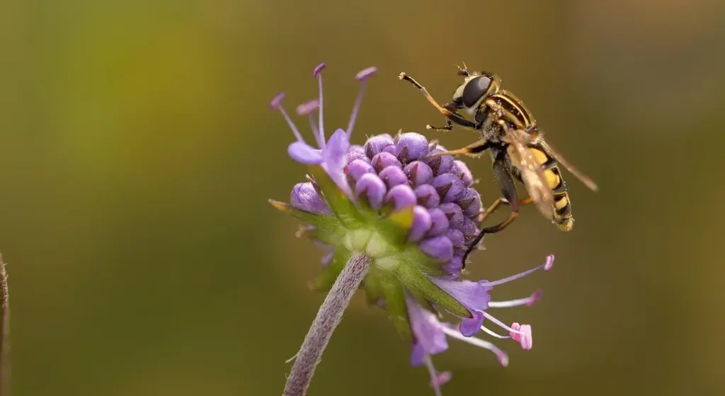 DIY Horse Fly Spray: Effective, Natural Recipes for a Happy Horse