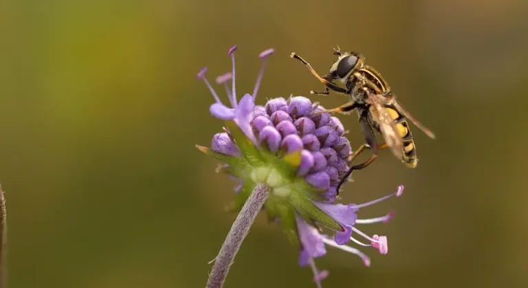 Close-up of a bee on a purple flower, illustrating a natural context for DIY fly spray formulations