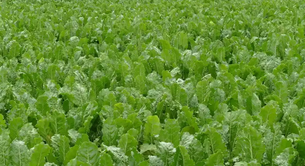 How to Feed Beet Pulp to Your Horse: Benefits, Amounts, and Safe Practices