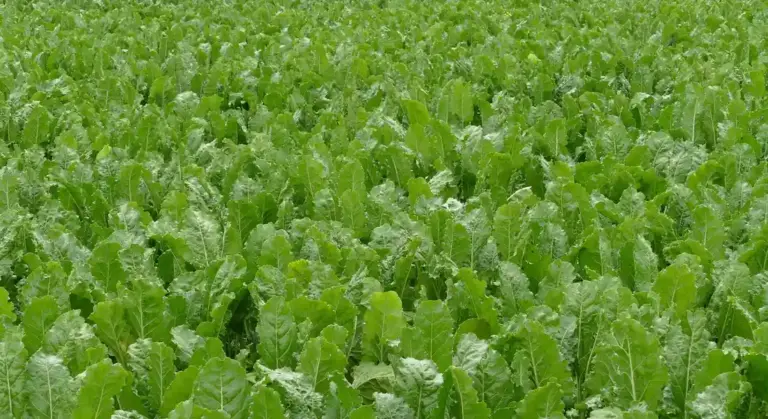 Dense field of green beet leaves growing in rows