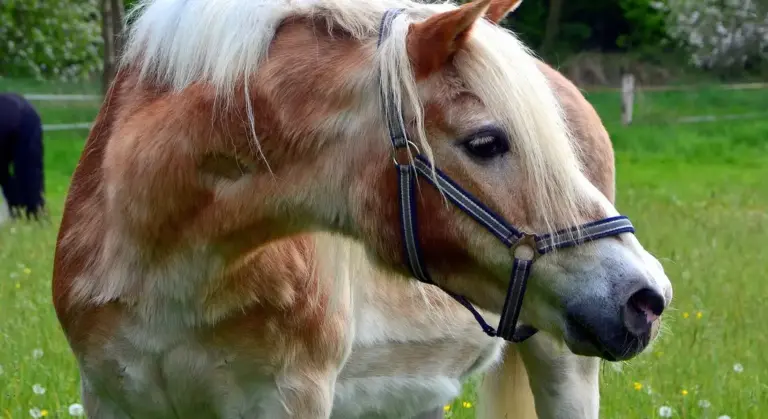 Palomino horse wearing a bridle in a grassy field
