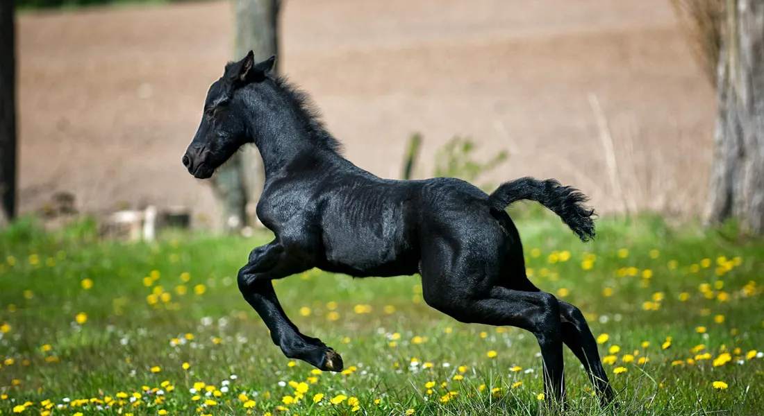 A black horse gallops across a sunlit meadow with yellow wildflowers.